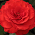 Rouge - Rosiers floribunda - Borsod